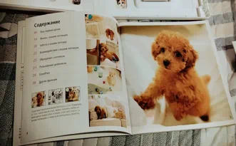 Nintendogs Cats Toy Poodle and New Friends Карликовый пудель и новые друзья Cats Полностью на русском Видеоигра на картридже 3DS