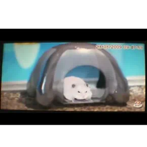 Petz My Baby Hamster Английский язык ULES 01266 Видеоигра на диске PSP